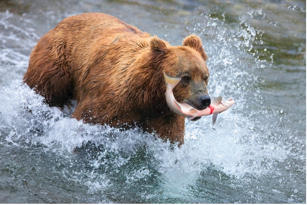Figure 1. Are you a salmon or a bear?